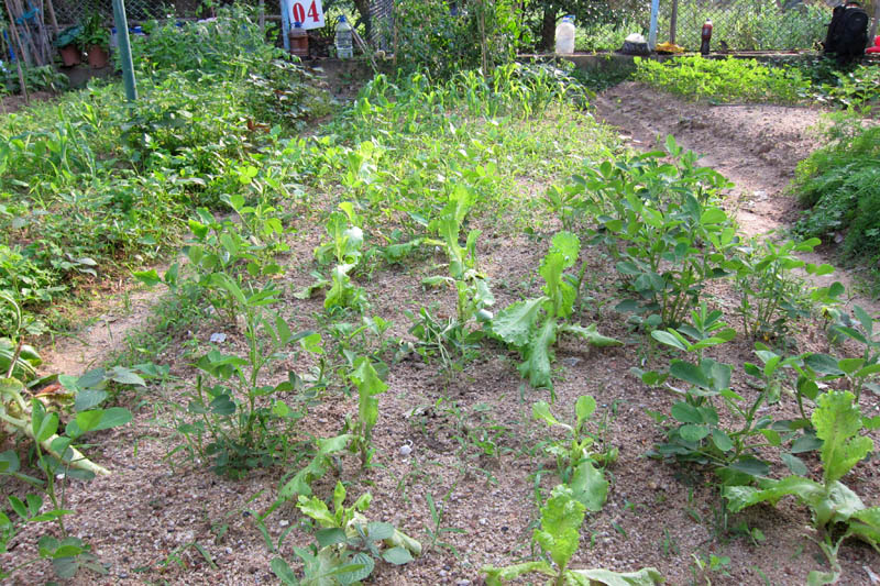 　經過四五天的豪雨，以為菜田應是一片旺盛，結果與預期相差甚遠，花生與生菜都是有些營養不良的樣子。