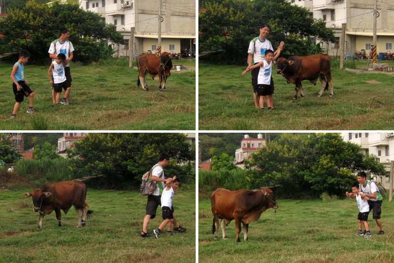 　附近有牛牛，勾起童年回憶，趁機訓練一下小朋友膽識。