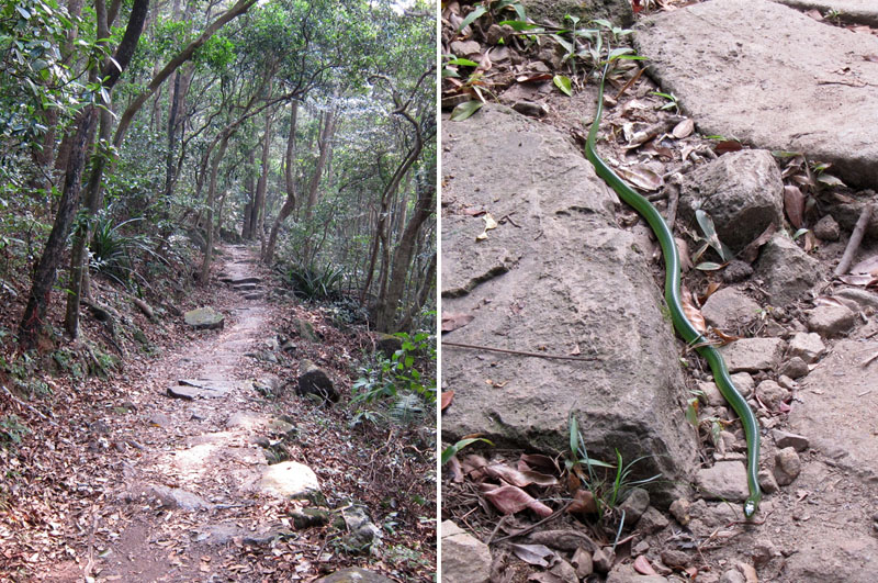　進了第5段百幾米，有一條青蛇出來宣示這條路是牠的，還跟我對峙。